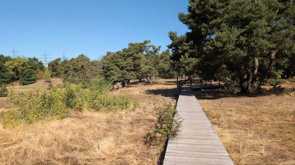 Training für eine Extremwanderung, Bohlenweg in den Schwanheimer Dünen
