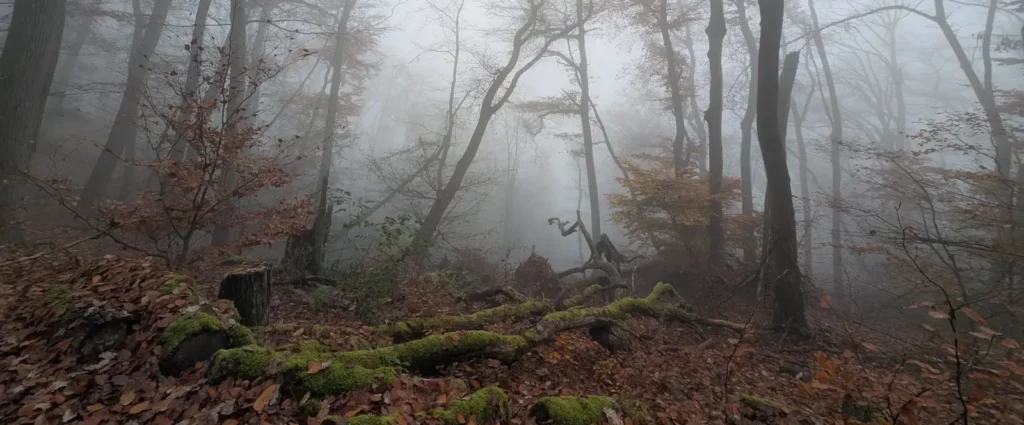 Extremwandern im Herbst nebellandschaft